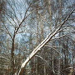 фото "деревья в снегу"