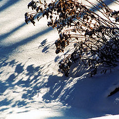 photo "Winter Shadows"