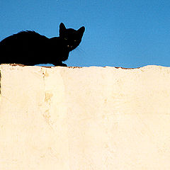 photo "Cairo.The cat on the scorching wall."