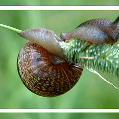 photo "A snail on a stem"