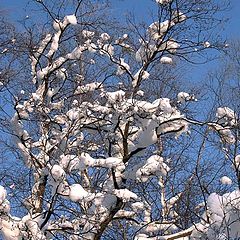 photo "Forest in the winter-7"