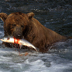 photo "Bon Appetit!"
