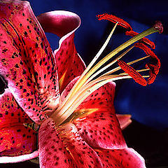 photo "Tiger Lilly"
