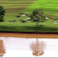 photo "The cows"