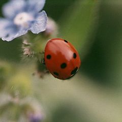 фото ""Lady-bird""