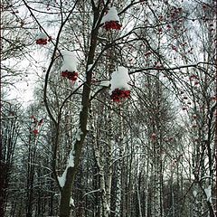 фото "white on red"