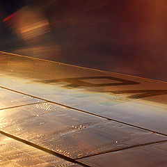фото "Golden Wing"