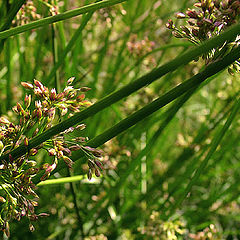 photo "Green Diagonal"