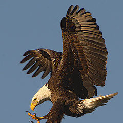 фото "The eagle is landing"