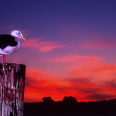 фото "Gull at Sunset"