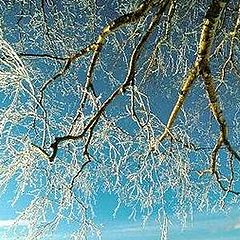 фото ""Winter in blue""