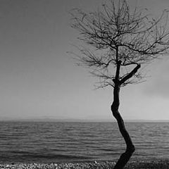 фото "solitude"