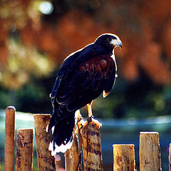 photo "Eagle"