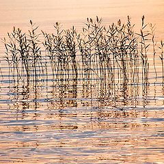 photo "Reflection"