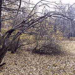 photo "walking in the october forest"