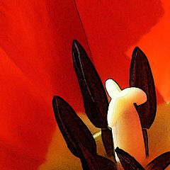 photo "center of tulip #2"