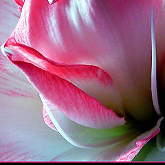 photo "Pink Flower 2"