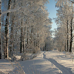 photo "Forest in the winter-8. A footpath"