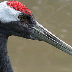 photo "Red-crowned crane"