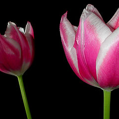 photo "Tulip Looking at Itself in the Mirror"