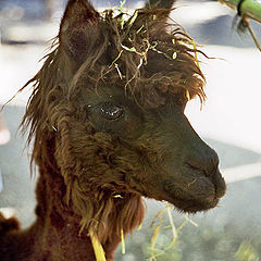 photo "HAIRDRESS? IT IS FASHIONABLE! (II)"