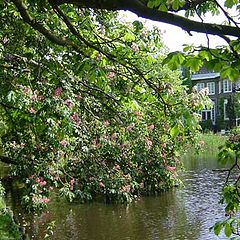 photo "Vondelpark"