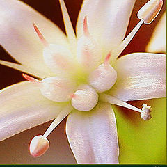 photo "Micro/macro Flower"