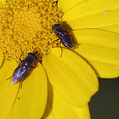 photo "Flies and daisy"