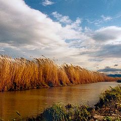 фото "Canes and Mud"