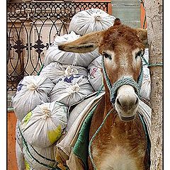 photo "Packed and ready to go"