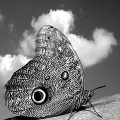 photo "Moth"