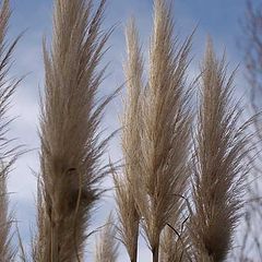 фото "Dry grass"