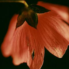 photo "*Magic flower*"