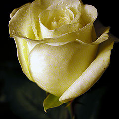 photo "A Yellow Rose"