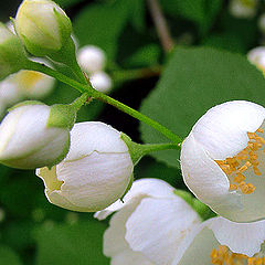 photo "I Love Flowers"