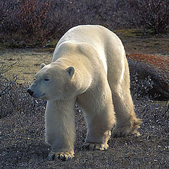 photo "Tundra King"