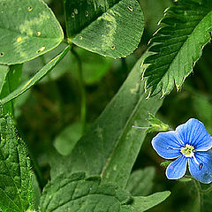 photo "Just a little blue"