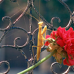 photo "Mantis"