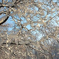 photo "Snow on the branches"