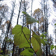 photo "walking in the october forest-6"