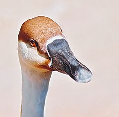 photo "Portrait of the goose"