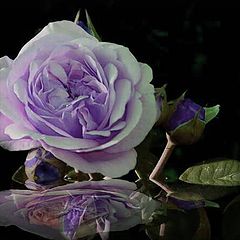 фото ""The blue rose""