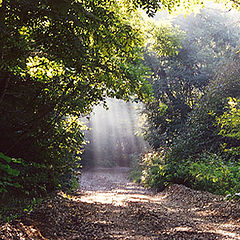 photo "The thrown road..."