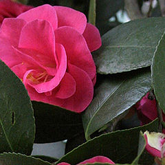 фото "Carol`s Camillia"