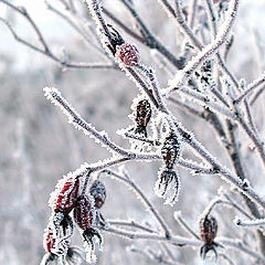 фото "Шиповник"