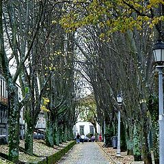 фото "Walking into trees"