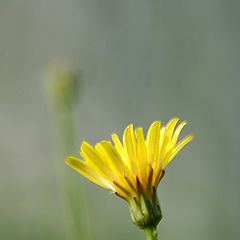 фото "Yellow Flower"