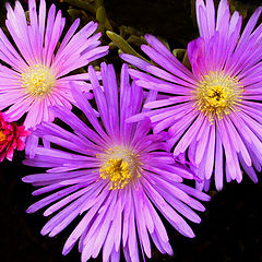 photo "SOME FLOWERS"