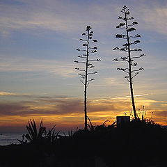 photo "two lonely trees"