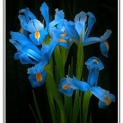 photo "Blue bouquet"